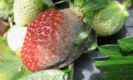 ¿Con qué mecanismos cuenta el hongo Botrytis cinerea para poder infectar?