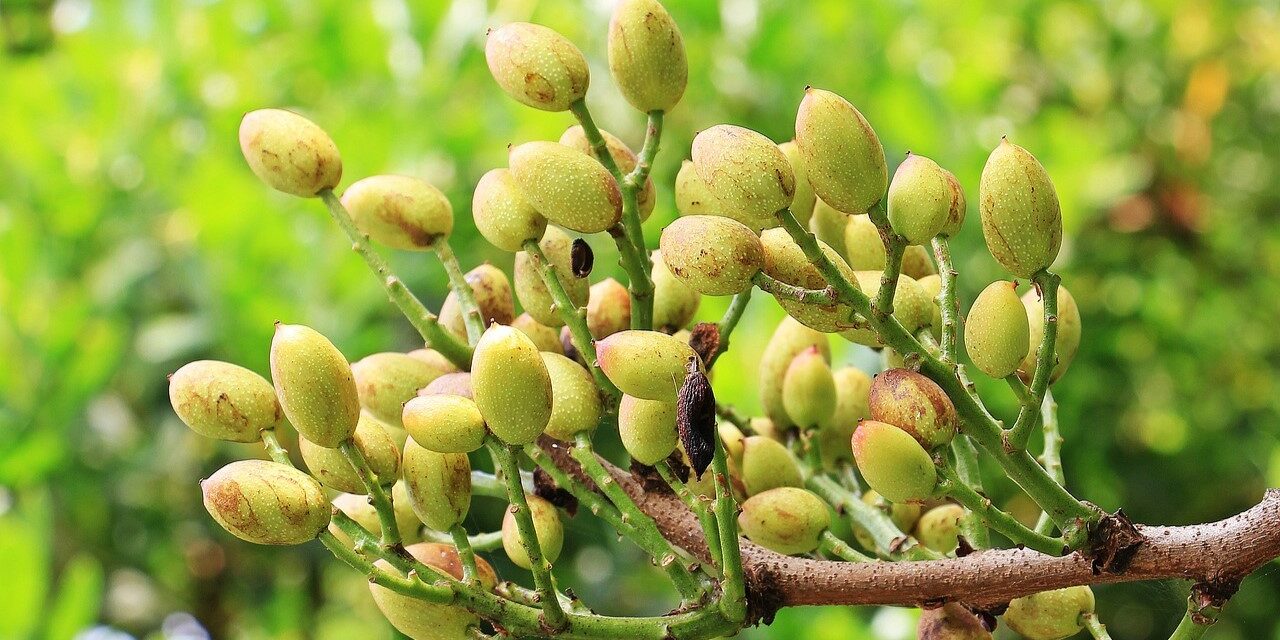 La fertilización del Pistacho en Castilla la Mancha – La importancia del Boro