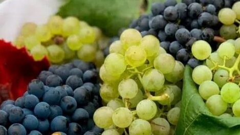 USDA Commemorates 100 Years of Contributions to the Grape Industry