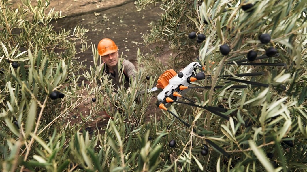 Cultivo de olivo: nuevo vareador a batería SPA 130 de Stihl
