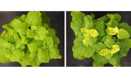 Nuevos tratamientos para inactivar genes de plantas de forma selectiva, continuada y no transgénica