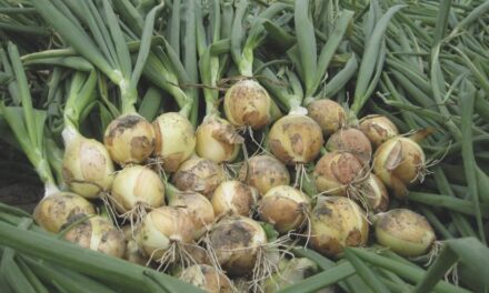 Nuevo: Pregerminación mejorada B-Mox® para semillas de cebolla