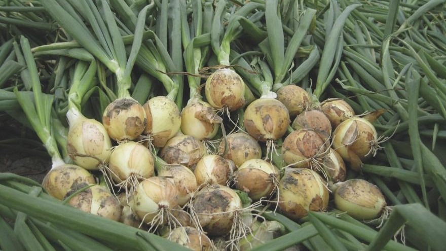 Nuevo: Pregerminación mejorada B-Mox® para semillas de cebolla