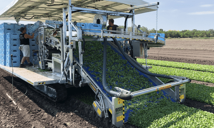 ¿Cómo cosechar las verduras de hoja para que sigan creciendo?