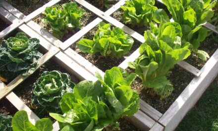 COMPO EXPERT Spain y sus proyectos sostenibles