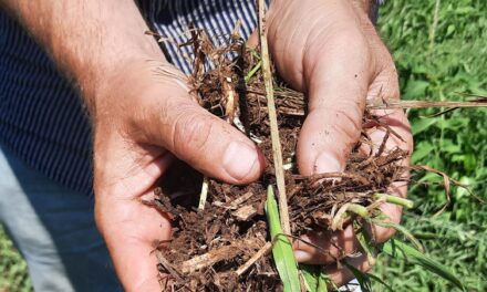 La agricultura del carbono como modelo de negocio y sostenible para el sector agrícola