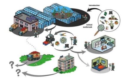 Manejo de la higiene en el control de ToBRFV en tomate