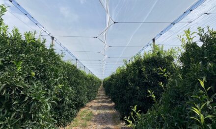 Cítricos: con I4fruit la protección de Arrigoni se hace digital