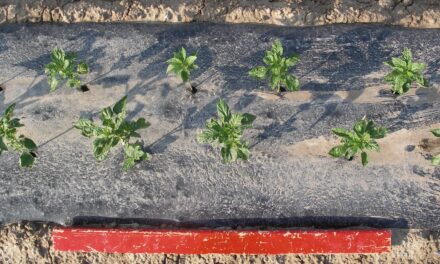 El uso de acolchado biodegradable en suelo permite la reducción hídrica
