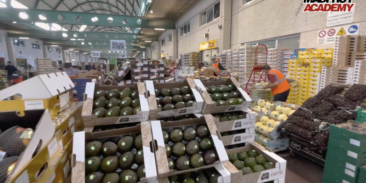 Macfrut Academy, nueva video lección sobre aguacate y mango