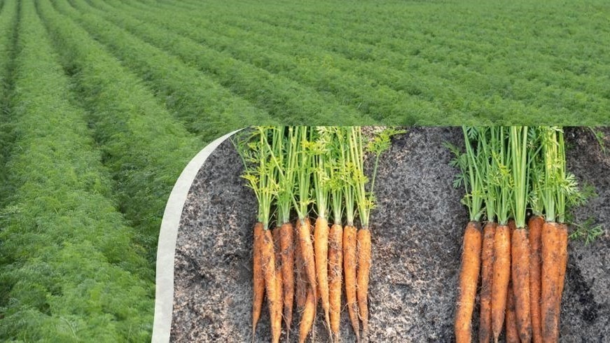 Pregerminación mejorada B-Mox® para semillas de zanahoria