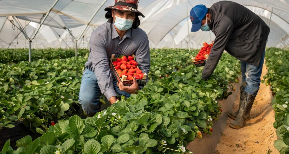La superficie de frutos rojos desciende casi un 5% para 2023/2024 en España