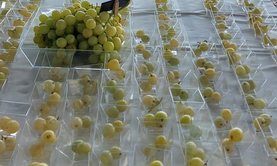 Macfrut Table Grape Symposium, la uva de mesa será la estrella de Macfrut 2024