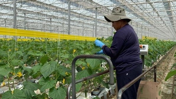 GreenTech Americas 2024, el evento para cultivos en ambientes controlados