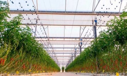 El invernadero, una forma de producir alimentos que tiene 2000 años de antigüedad