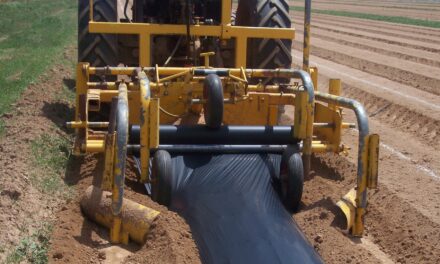 Acolchados biodegradables para sustituir el plástico convencional