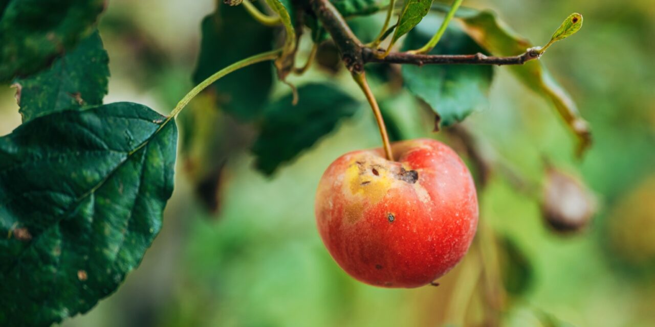 Uso de aminoácidos como estrategia para minimizar el estrés abiótico en plantas