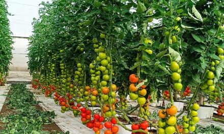 Dile adiós a la Tuta absoluta en tu invernadero con BYE TUTA
