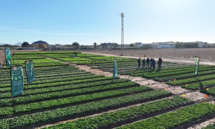 Pop Vriend Seeds demuestra en Murcia su liderazgo en “baby leaf”