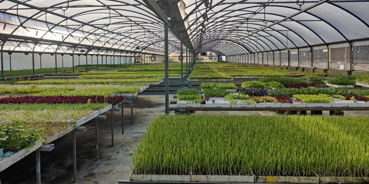 Proyecto Aqua-Fong: excelentes resultados en desinfección de material vegetal en viveros 