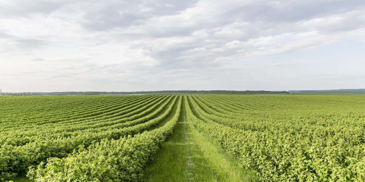 El papel de los sensores de nivel en la evolución tecnológica de la agricultura en 2024
