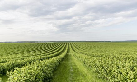 El papel de los sensores de nivel en la evolución tecnológica de la agricultura en 2024
