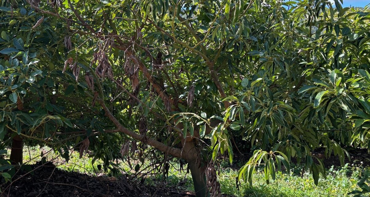 Estado fitosanitario del cultivo del aguacate en la Comunidad Valenciana