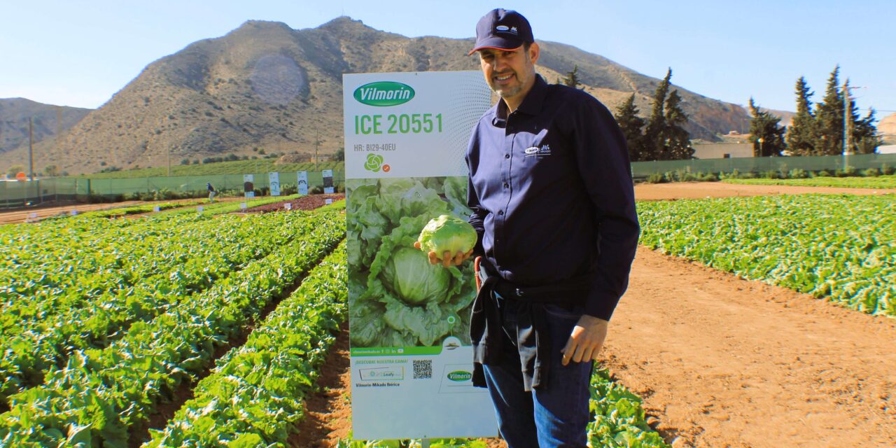Vilmorin-Mikado: amplio catálogo en lechugas con interesantes paquetes de resistencia