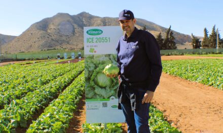 Vilmorin-Mikado: amplio catálogo en lechugas con interesantes paquetes de resistencia