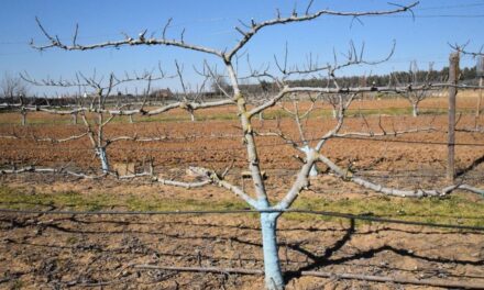 Investigación en higuera – Clones de ´Albacor´ y nuevos sistemas de producción sostenibles