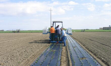 El acolchado biodegradable en suelo, soluciones para la agricultura