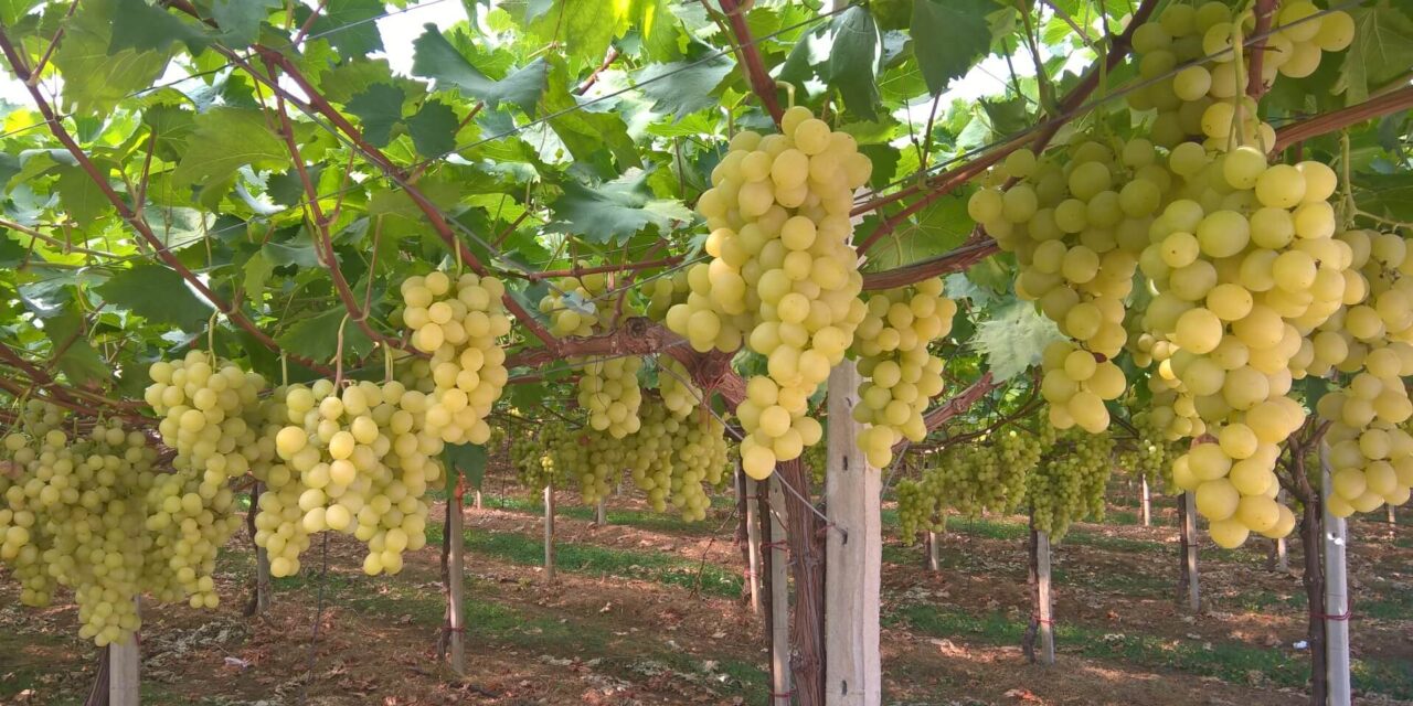 Table Grape Symposium: Hablan los protagonistas mundiales de la uva de mesa