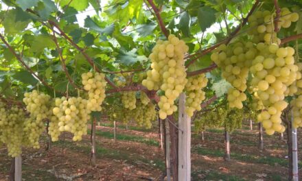 Table Grape Symposium: Hablan los protagonistas mundiales de la uva de mesa