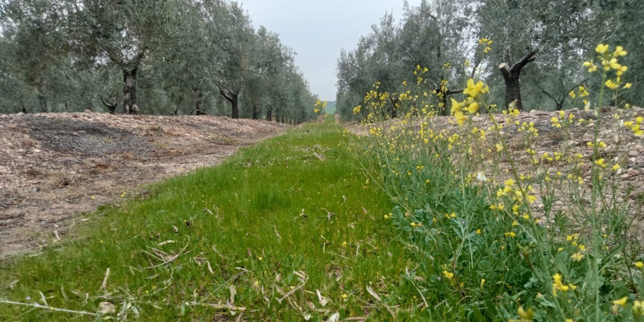 Jornada de Campo sobre manejo de cubiertas vegetales en olivar
