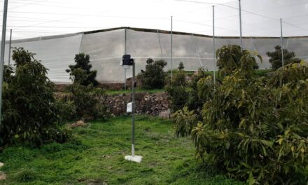 ¿Cuánta agua necesitan los aguacates en la Comunidad Valenciana?