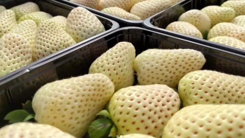 Fresa blanca, un cultivo saludable y muy demandado en Japón