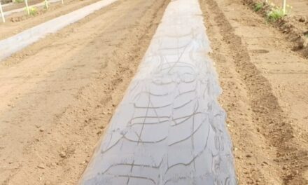 Grupo Armando Alvarez continúa a la vanguardia en tecnología hortícola con el lanzamiento del nuevo acolchado Solar Shrink