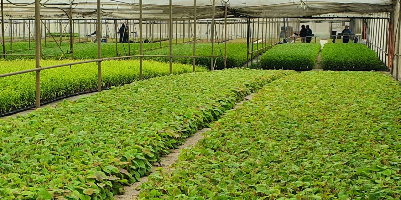 Varietal innovation and certified quality: two events dedicated to plant nurseries in the Plant Nursery Area at Macfrut