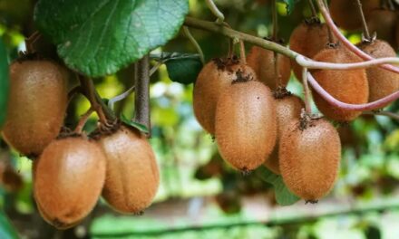 Cultivo de Kiwi, 3 intervenciones para potenciar el calibre y la calidad