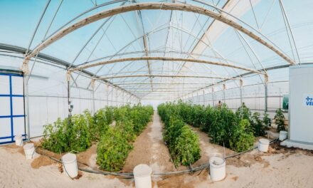 El sistema +PREVENT evita las plagas y reduce el consumo en invernadero