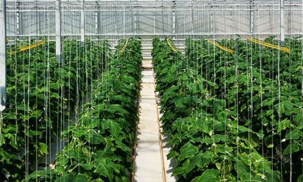 Ni una sola planta de pepino enferma con bioestimulante y biocida ecológico de Aquactiva Solutions