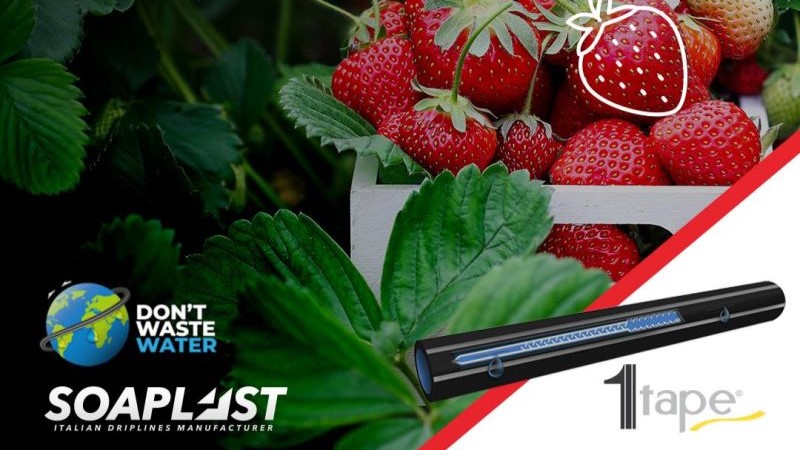Tecnología de riego para fresa: ¡Marca la diferencia con Soaplast!
