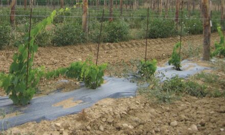 Cultivar vid con acolchado biodegradable en el suelo