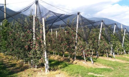 Arrigoni presenta su gama de productos innovadores en Macfrut 2024