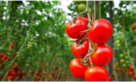 FMC consigue el Registro para Benevia® un nuevo insecticida, con la potencia de Cyayzpyr®, para uso foliar en cultivos hortícolas de invernadero