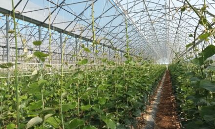 Vivero La Quercia: ¡Reserva ya tus plantas de kiwi para la próxima campaña!