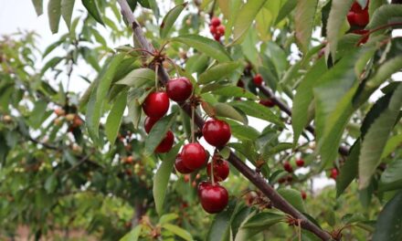 Descubriendo el futuro de la cereza con Bloom, en Mequinenza, España