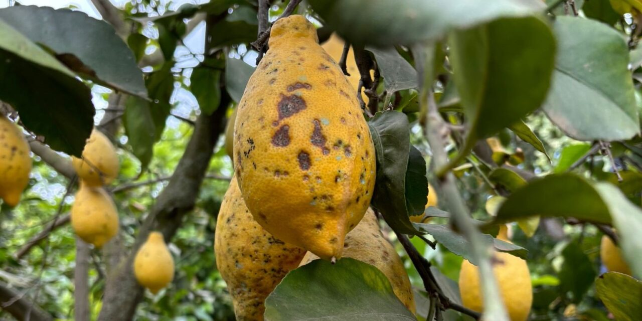 La ‘Mancha negra’ ya se extiende y causa daños en todas las zonas citrícolas de Túnez