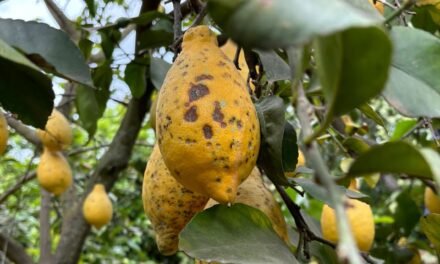 La ‘Mancha negra’ ya se extiende y causa daños en todas las zonas citrícolas de Túnez