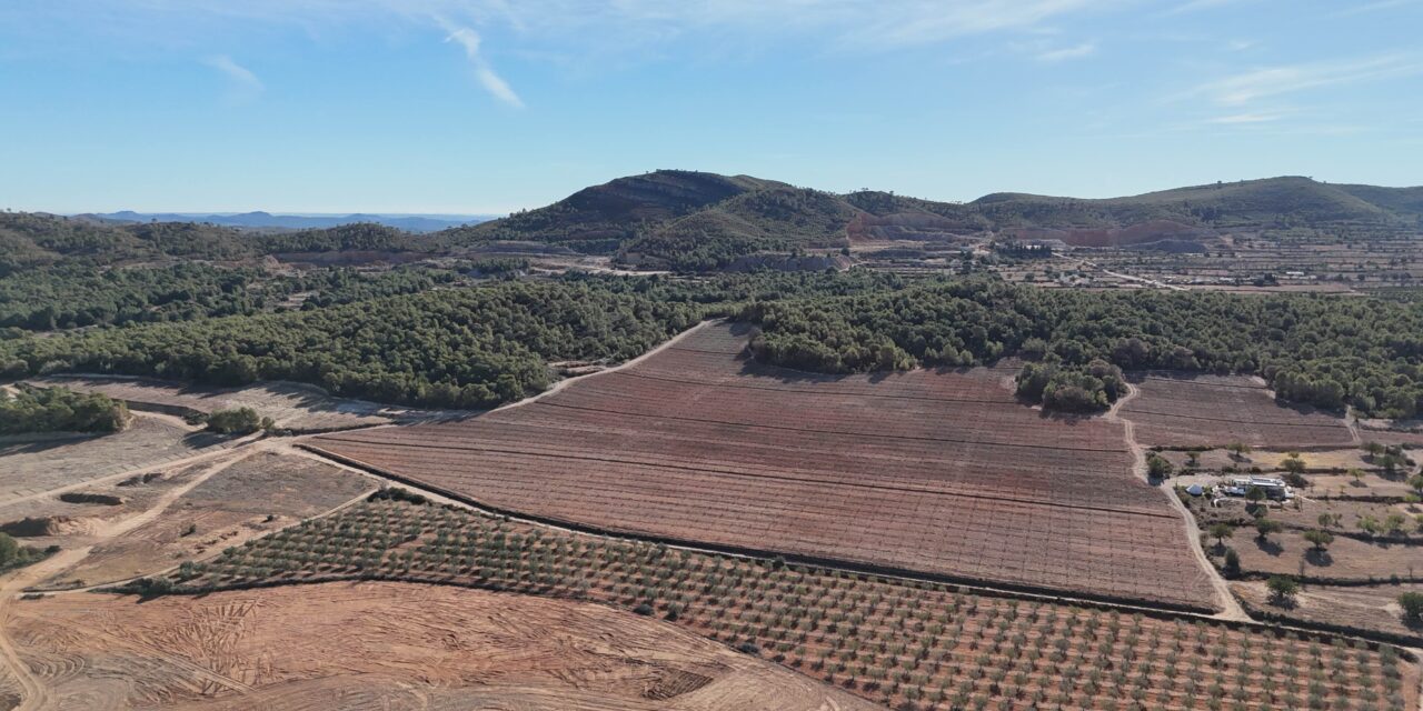 De la ‘partida del Quemao’ a Estados Unidos, Canadá y al centro y norte de Europa: algarrobas autóctonas mediterráneas de árboles centenarios